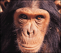 Science Image: chimpanzee